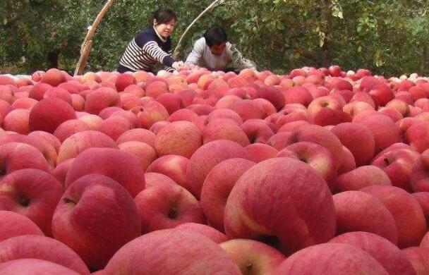 晚熟紅富士即將上市，大賣(mài)還是無(wú)人問(wèn)津？